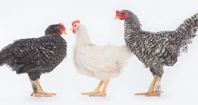 Researchers produce donor breed chicks from surrogate parents