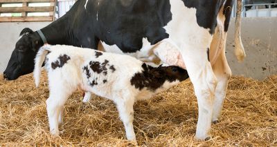 Simple cleaning changes could improve dairy calf health - study