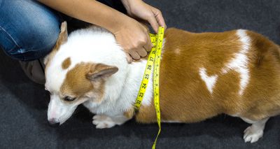 Virtual congress to tackle pet obesity