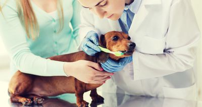 Dental disease most common health problem for UK dogs, study finds