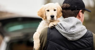 Police launch public survey on dog theft