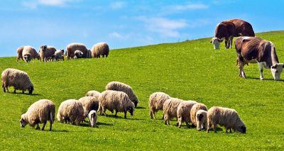 Liver fluke warning for cattle and sheep farmers