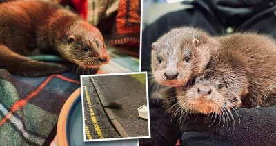 Orphaned otter cubs found wandering streets of Inverkeithing