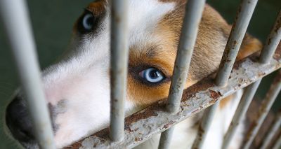 RSPCA to cease private prosecutions