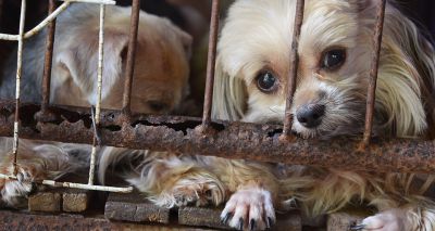 Anti-puppy farm legislation made law in Scotland