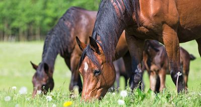 Webinar to focus on equine worm control