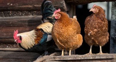 Avian influenza housing measures to lift March 31