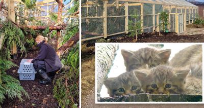 First wildcat arrives at Highlands breeding for release centre