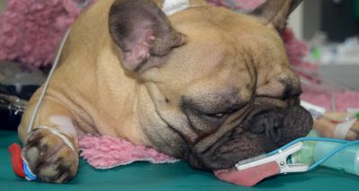 Antacids could benefit brachycephalic dogs undergoing surgery