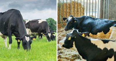 Cows' wellbeing may be impacted without access to outside pasture