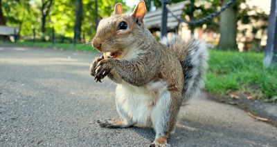 New research underway to track urban squirrels in Aberdeen