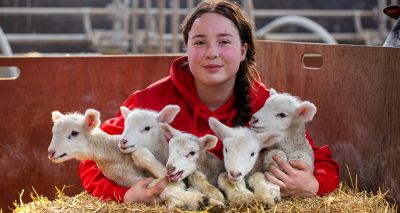 Hartpury welcomes birth of 'one-in-a-million' quintuplet lambs