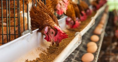 Common feed supplement strengthens chicken bones