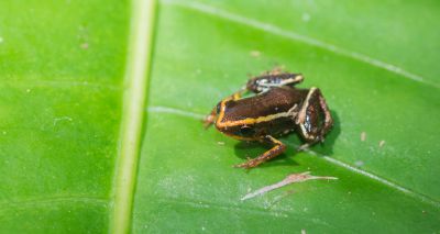 Amphibians that produce fewer offspring 'face greater extinction risk'