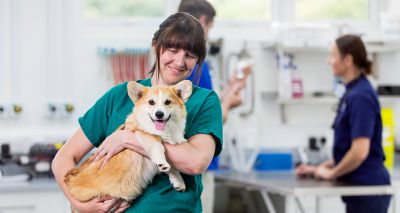 BVA welcomes NI veterinary options analysis