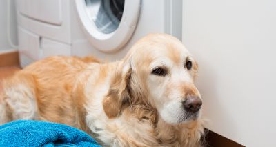 Scottish SPCA appeals for donations of non-biological washing powder