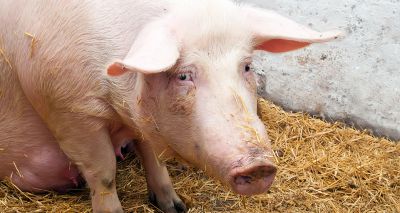 Vets call for urgent action on animal sentience