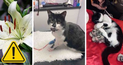 RSPCA issues lily poisoning warning after kitten dies