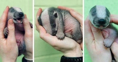 Scottish SPCA shares story of youngest badger ever in its care