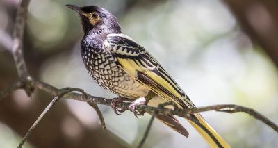 Endangered regent honeyeater bird has started to lose its song