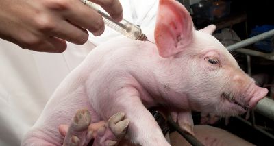 Swine flu development could advance human treatments