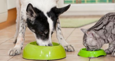 Research highlights benefits of milk prebiotics for cats and dogs