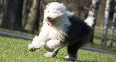Old English sheepdog at risk of extinction