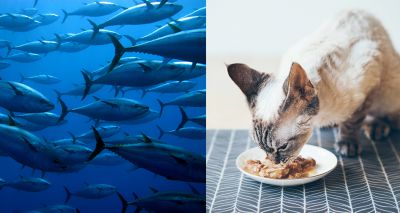 Mars Petcare making progress towards fish sourcing goal