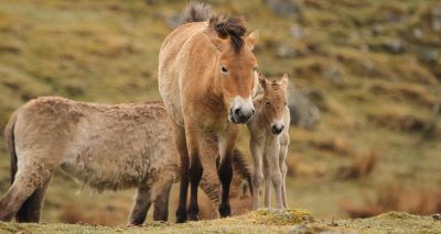 Highland Wildlife Park celebrates birth of endangered Przewalski's horse foals