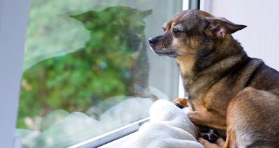 Third of owners worried about leaving pets alone after lockdown