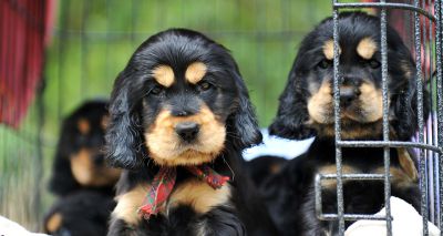 Dogs Trust marks 1,500 smuggled puppies rescued through Puppy Pilot Scheme