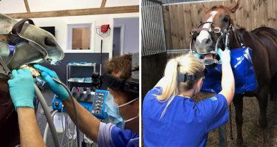 Zoetis announces equine dental CPD webinar