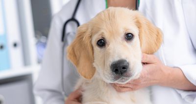 Medivet reportedly going to auction for &pound1bn