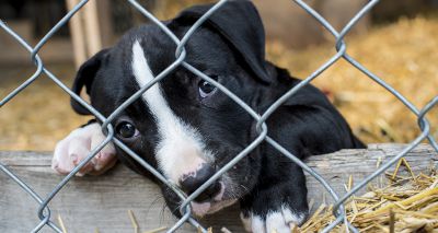 Public urged to be wary of puppy farmers as travel restrictions ease