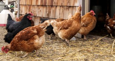 Compulsory poultry housing restrictions lifted