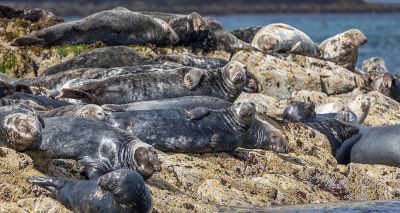 Government-backed campaign urges public to 'give seals space'