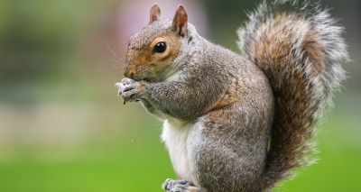 Squirrels' larger brains allowed them to thrive in woodlands – study finds