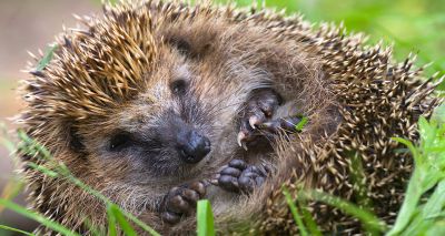 Vet students win grant to safeguard hedgehogs