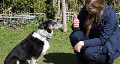 Deaf sheepdog returns to work after learning 'sign language'