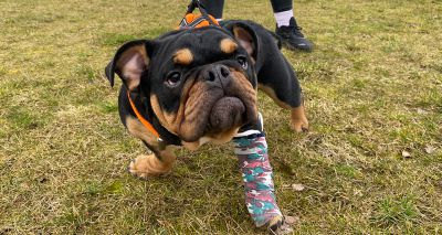 Birmingham Dogs Home receives funding boost