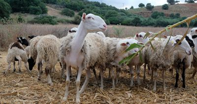 Selective breeding in sheep could enhance resilience to climate change