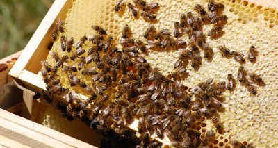 Petition launched to stop importation of honeybees via NI