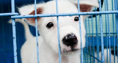 WSAVA to host free webinar on illegal online puppy trade