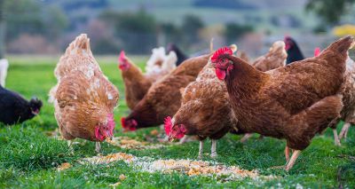 Vets urge vigilance as poultry restrictions lift