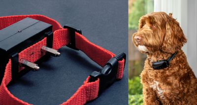 Kennel Club calls for swift action on electric shock collars