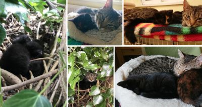 Cats Protection rescues a cat and her kittens found nesting in a tree