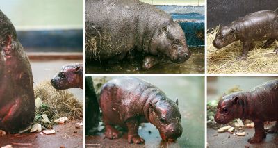 Endangered pygmy hippo calf born at Edinburgh Zoo