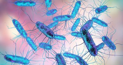 Salmonella study reveals how genetic changes alter disease risk