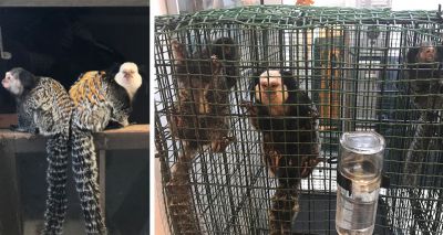 RSPCA reiterates call for ban on keeping primates as pets