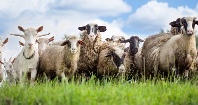 Goats adapt more quickly to changing conditions than sheep